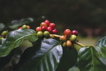 Berries on a branch