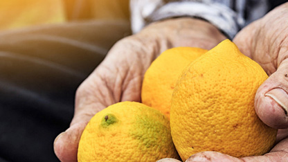 man holding lemons, showing soil residue