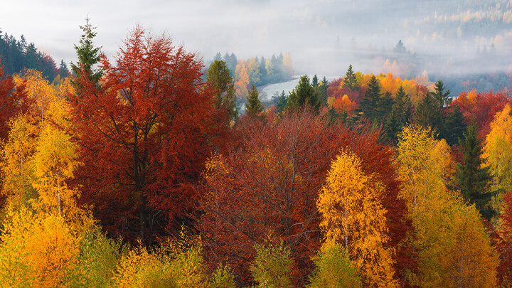 A forest in autumn