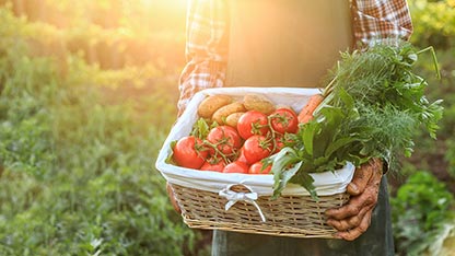 Basket of tomatoes, potatoes, and carrots being carried by a worker with soiled hands