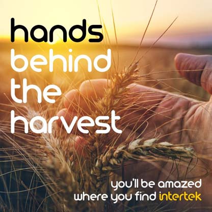 Fresh wheat being held in a hand outdoors